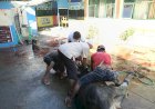 MTsN 1 Kota Gorontalo Sembelih 7 Ekor Hewan Kurban
